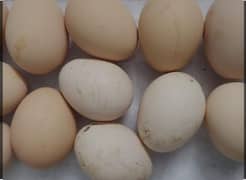 desi eggs gr ki desi or aseel murgiyon ky hain mix eggs hy