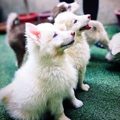 Unique Mixed-Breed Puppies (Labsky x Japanese Spitz) – Reserve Yours!