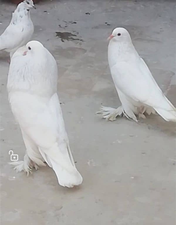 fancy pigeons 1