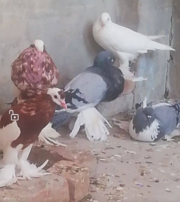 fancy pigeons 3