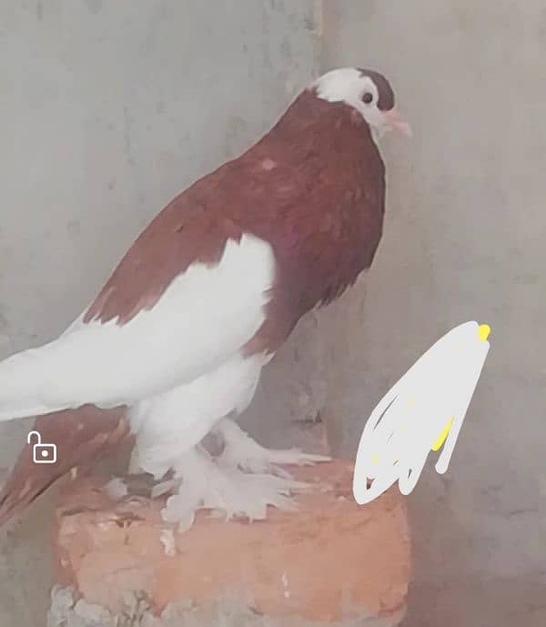 fancy pigeons 4