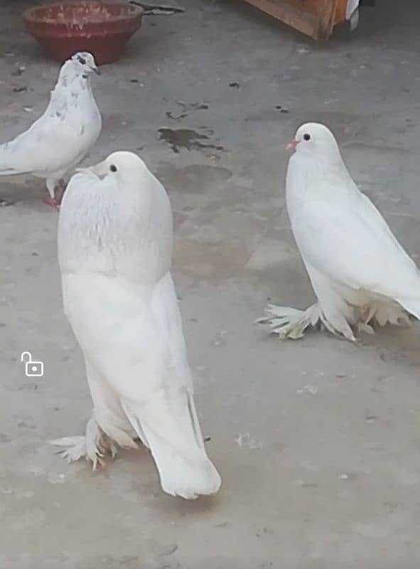 fancy pigeons 5