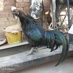 ayam cemani pair