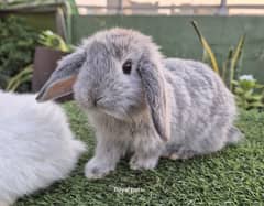 Holland Lop Bunnies Rabbit