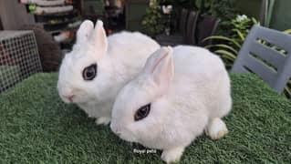 Dwarf Hotot breeder pair