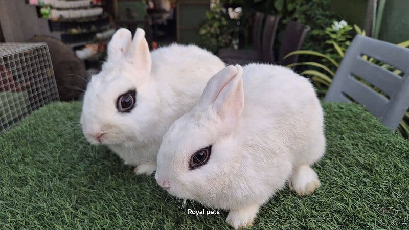 Dwarf Hotot breeder pair 0