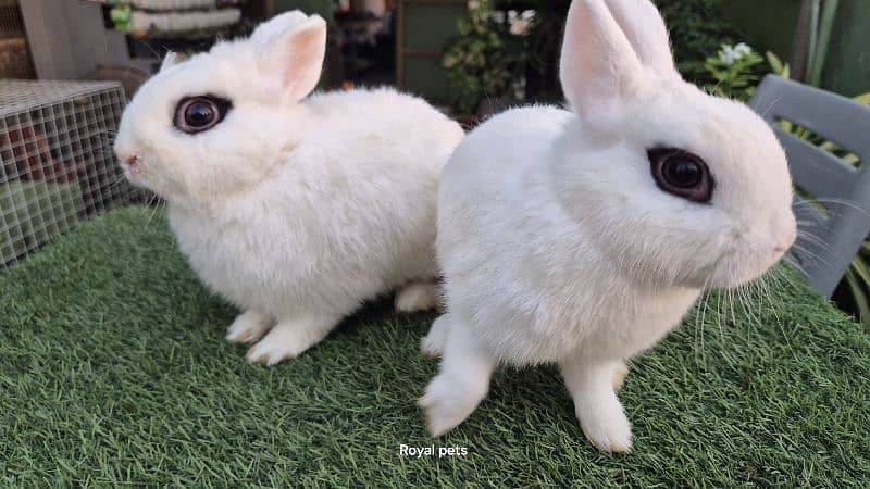 Dwarf Hotot breeder pair 1