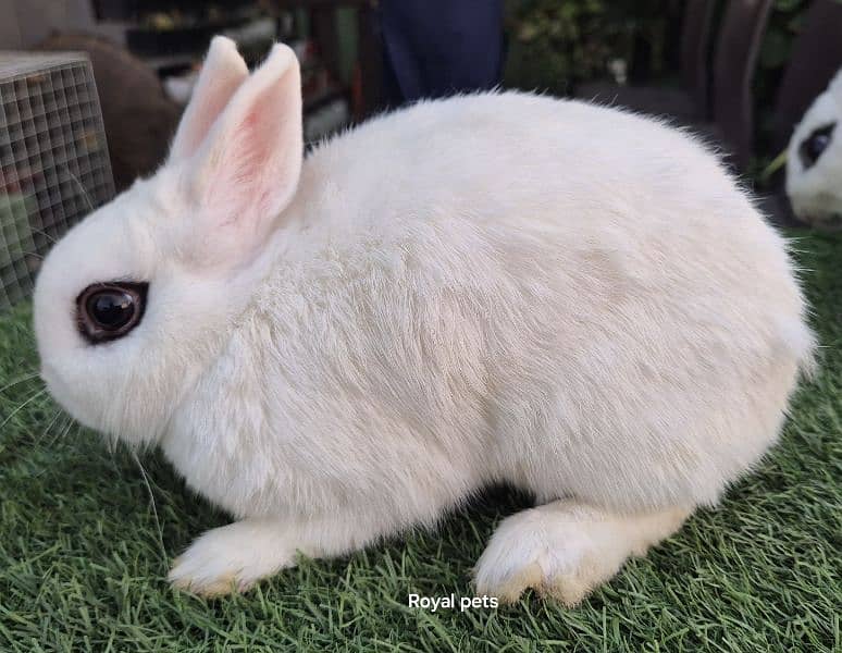 Dwarf Hotot breeder pair 2