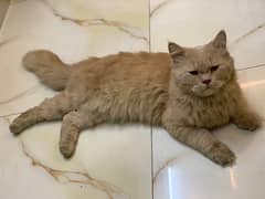 Persian cat male