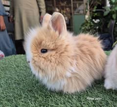 Imported Teddy Dwarf Rabbits