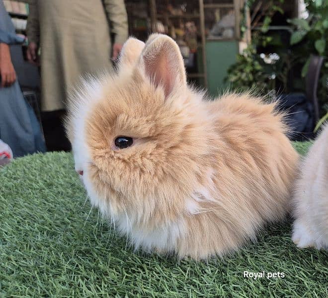 Imported Teddy Dwarf Rabbits 0