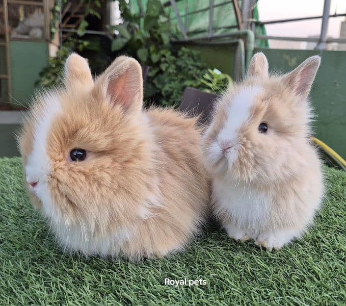 Imported Teddy Dwarf Rabbits 1