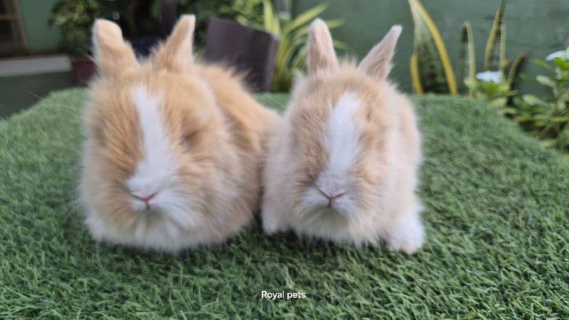 Imported Teddy Dwarf Rabbits 3