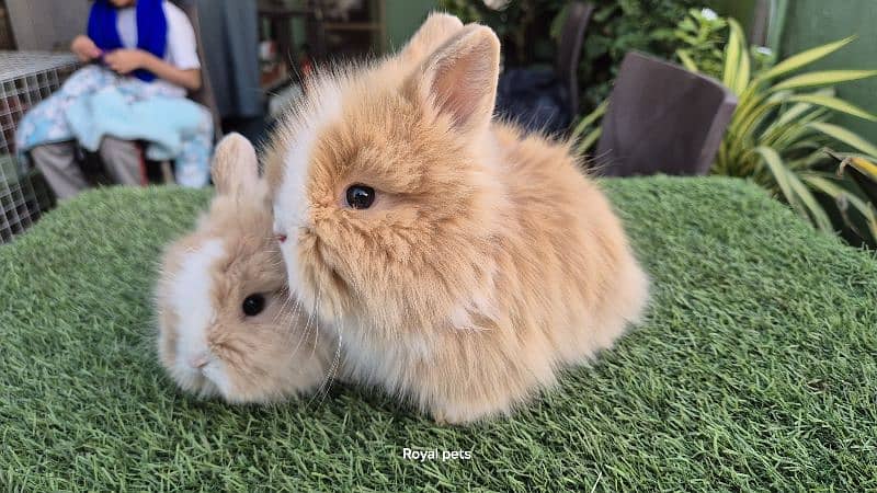 Imported Teddy Dwarf Rabbits 4