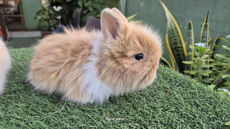 Imported Teddy Dwarf Rabbits 5