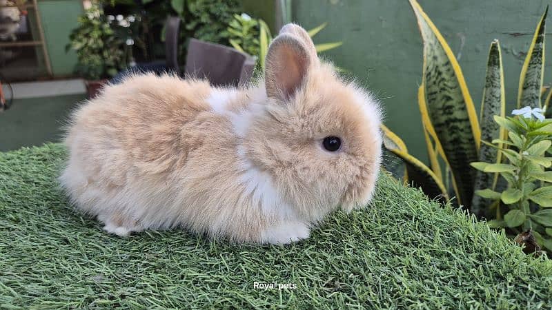 Imported Teddy Dwarf Rabbits 6