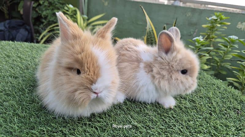 Imported Teddy Dwarf Rabbits 7