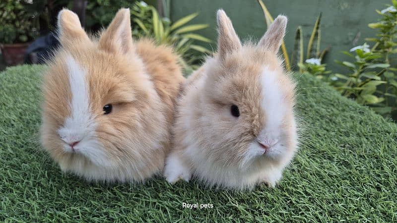 Imported Teddy Dwarf Rabbits 8