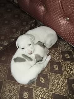 Bully puppies male