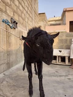 Teddy bakra black beauty white eyes