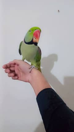 green parot