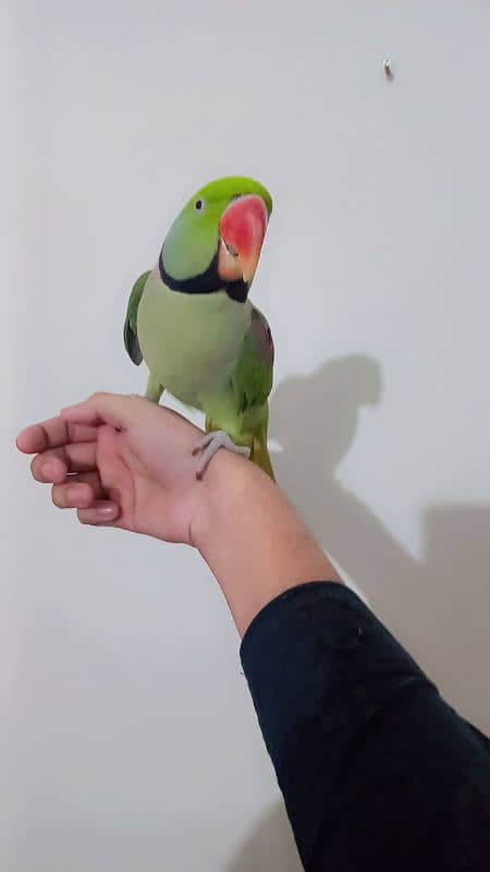 green parot 0