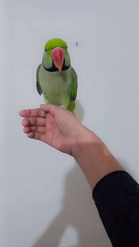 green parot 2