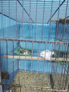 dove setup for sale with 2 cages