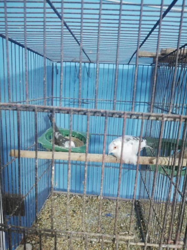 dove setup for sale with 2 cages 0