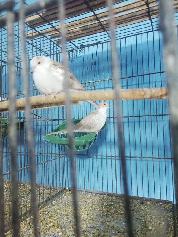 dove setup for sale with 2 cages 1