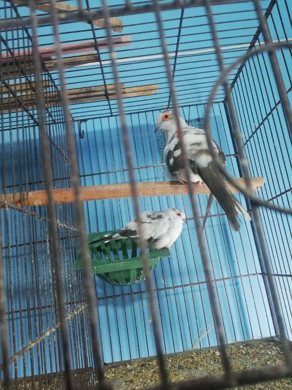 dove setup for sale with 2 cages 2