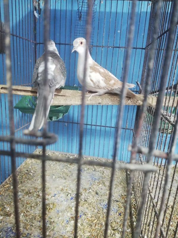 dove setup for sale with 2 cages 3