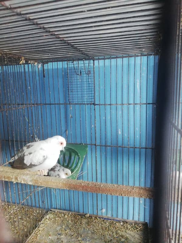 dove setup for sale with 2 cages 4