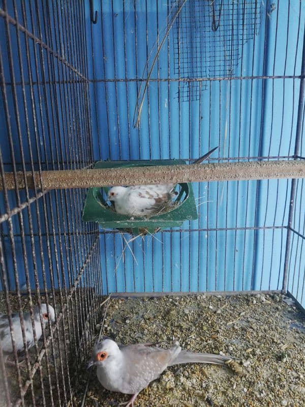 dove setup for sale with 2 cages 5