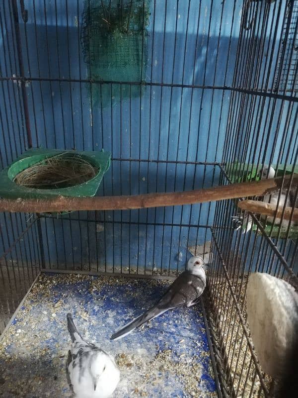 dove setup for sale with 2 cages 7