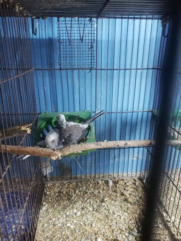 dove setup for sale with 2 cages 8