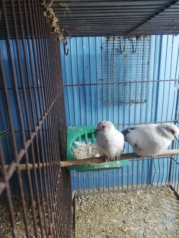 dove setup for sale with 2 cages 9