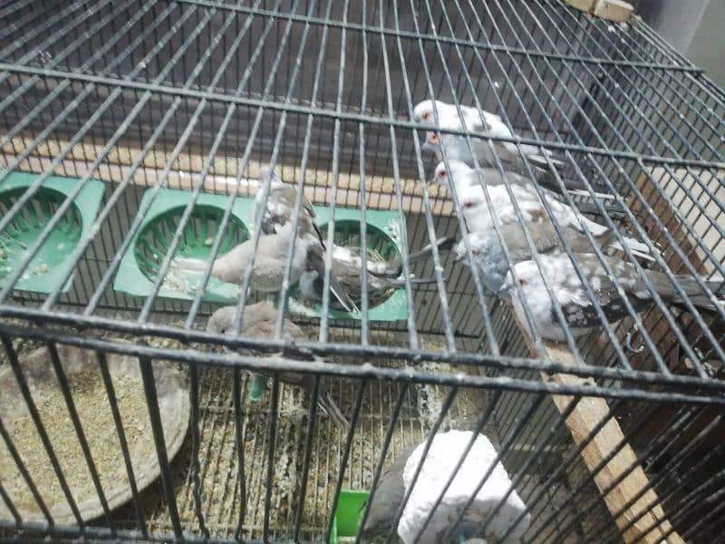 dove setup for sale with 2 cages 11