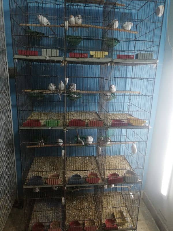 dove setup for sale with 2 cages 13