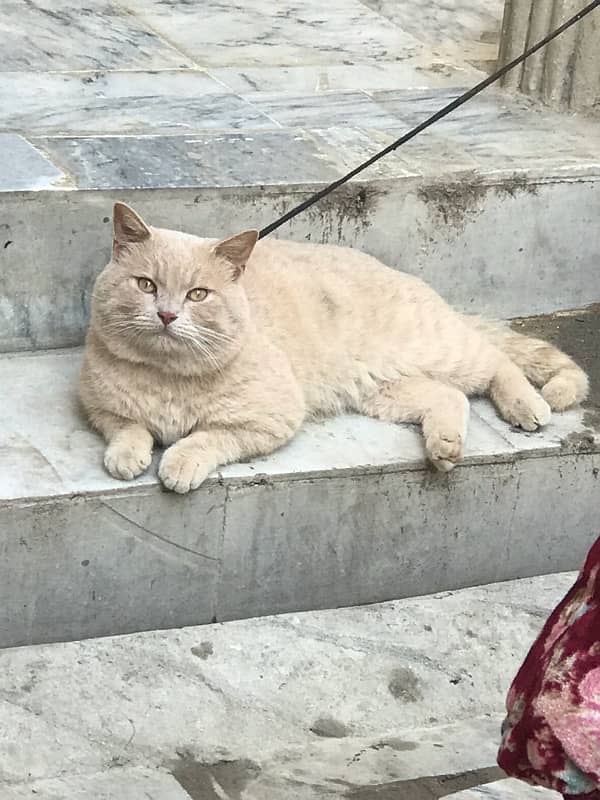 male cat bretish persian 2