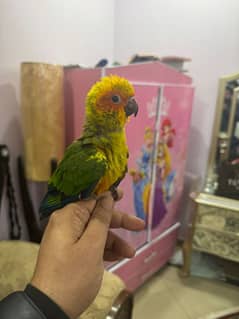 super tame/fly tame  sun conures