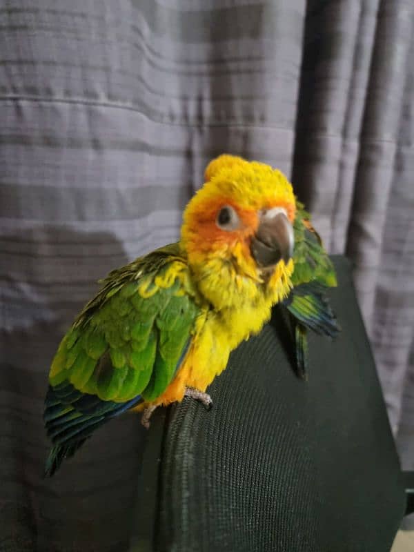 super tame/fly tame  sun conures 1