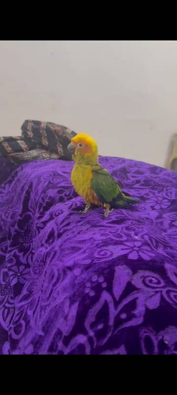 super tame/fly tame  sun conures 2