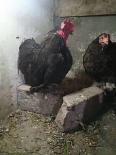 Black Bentum breeder pair