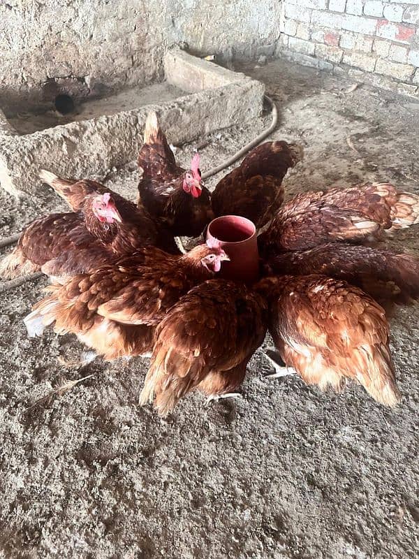 Healthy & High-Producing Lohmann Brown Hens for Sale! 1