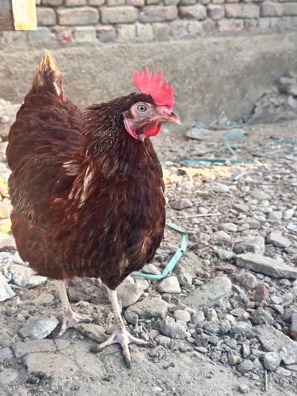 Healthy & High-Producing Lohmann Brown Hens for Sale! 2