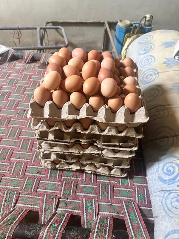 Healthy & High-Producing Lohmann Brown Hens for Sale! 3