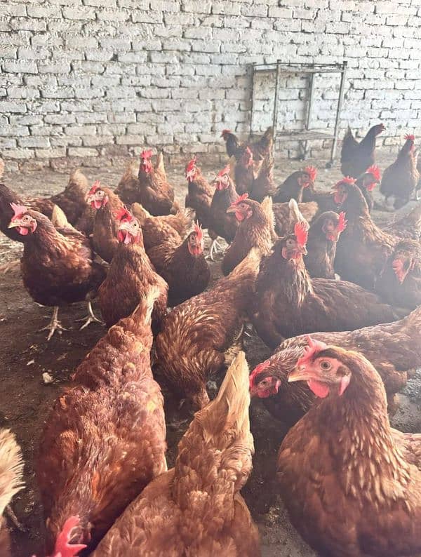 Healthy & High-Producing Lohmann Brown Hens for Sale! 4