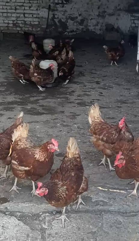 Healthy & High-Producing Lohmann Brown Hens for Sale! 5