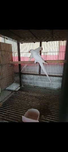 white ringneck breeder pair